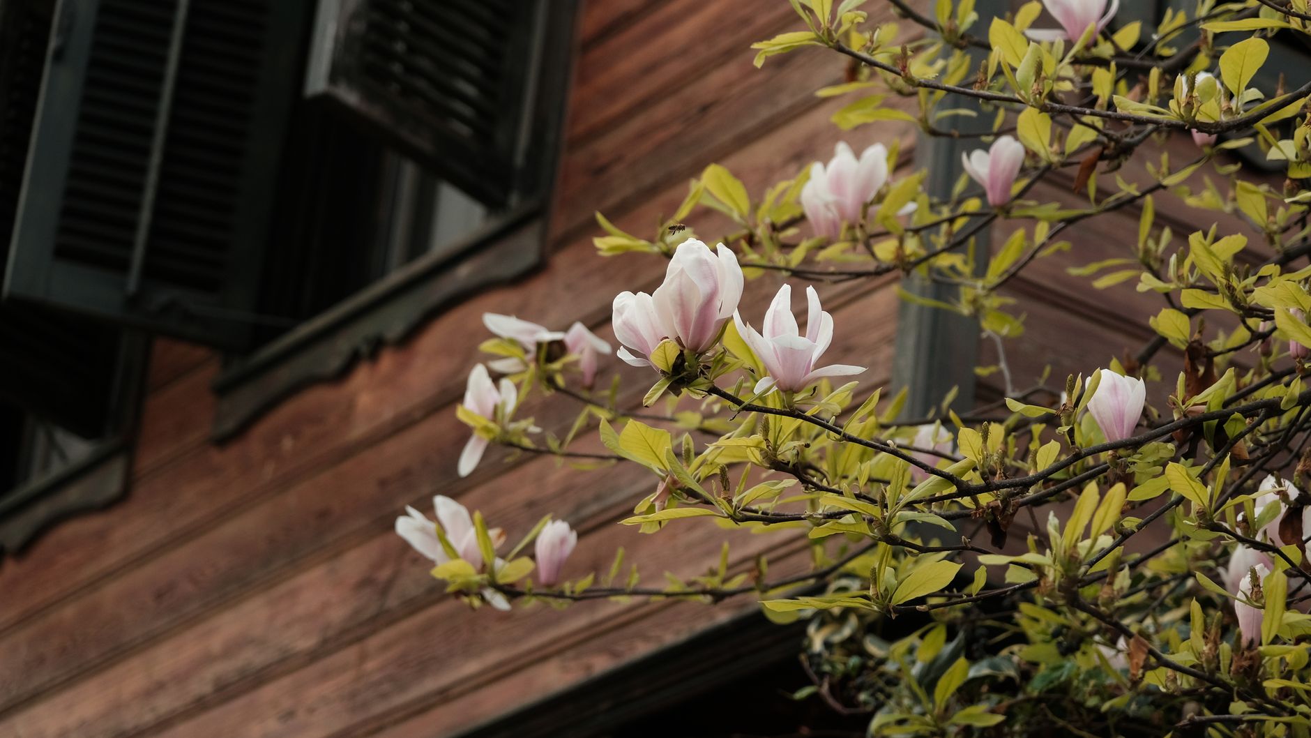 Exploring Magnolia Home Types: Styles and Features Explained